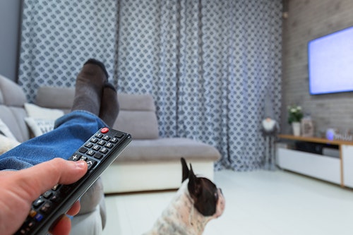 愛犬も飼い主さんも安心できる 留守番前後のひと工夫とは わんクォール 愛犬も飼い主さんも安心できる 留守番前後のひと工夫とは わんクォール