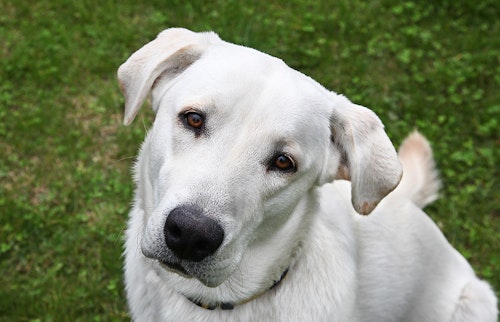 これってクセ それとも病気 かわいいけれど不思議な犬のしぐさ わんクォール