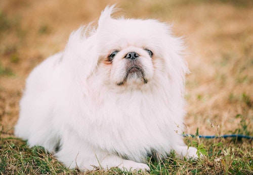 ペキニーズの性格や特徴は 飼い方のコツやかかりやすい病気について解説 獣医師監修 わんクォール ペキニーズの性格や特徴は 飼い方のコツやかかりやすい病気について解説 獣医師監修 わんクォール