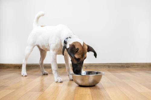 犬に必要な1日の飲水量は 多い 少ないときの注意点 対処法も わんクォール