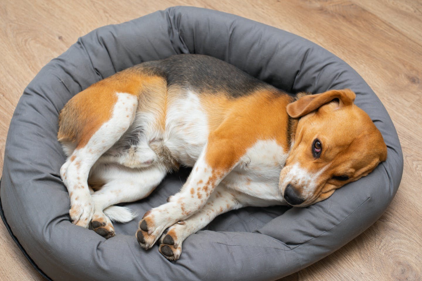 老犬期後半の健康チェック方法　睡眠　活動量　食事　排泄