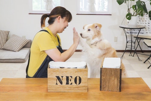 愛犬と簡単DIY「ペットシーツボックス」をステンシルシートでアレンジ！【番外編】
