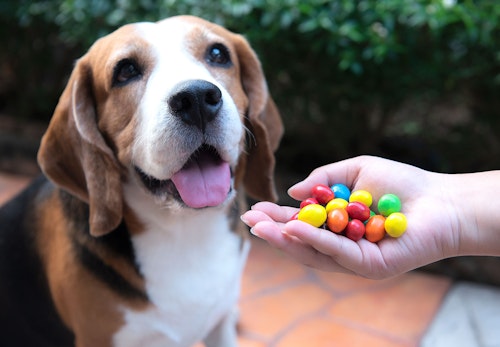 犬にチョコレートは危険 もし食べてしまった時の症状と対処法 誤食を防ぐ予防策を解説 獣医師監修 わんクォール 犬にチョコレートは危険 もし食べてしまった時の症状と対処法 誤食を防ぐ予防策を解説 獣医師監修 わんクォール