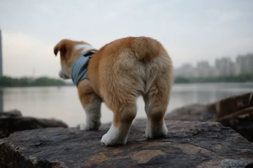 獣医師監修 赤く腫れる 血が出る 犬のおしりの異常でわかる病気 わんクォール