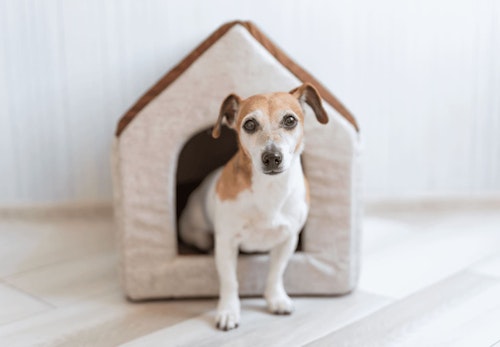 子犬の留守番はいつからできる トレーニング方法や注意点を解説 獣医師監修 わんクォール 子犬の留守番はいつからできる トレーニング方法や注意点を解説 獣医師監修 わんクォール
