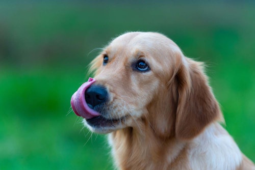 犬の耳が臭い原因は 考えられる病気と対処法について解説 獣医師監修 わんクォール