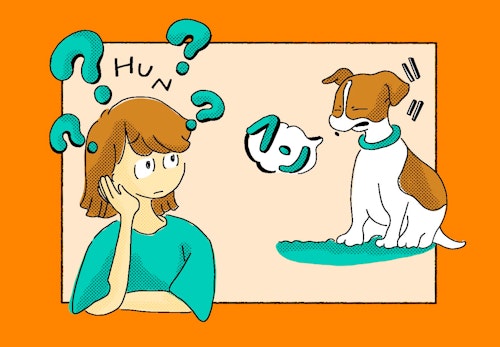 犬がフン と鼻を鳴らす理由は 甘えたいなどの気持ちと呼吸器系の病気の見極め方を解説 獣医師監修 わんクォール 犬がフン と鼻を鳴らす理由は 甘えたいなどの気持ちと呼吸器系の病気の見極め方を解説 獣医師監修 わんクォール