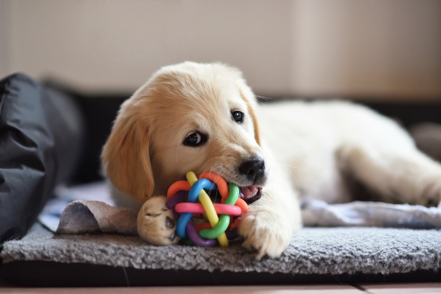 子犬のクレートトレーニングはなぜ必要 メリットと基本のやり方 Training しつけ わんクォール