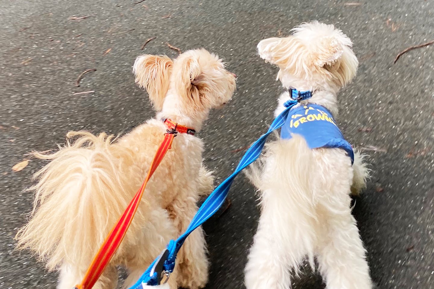 榛名湖オートキャンプ場　愛犬と散歩