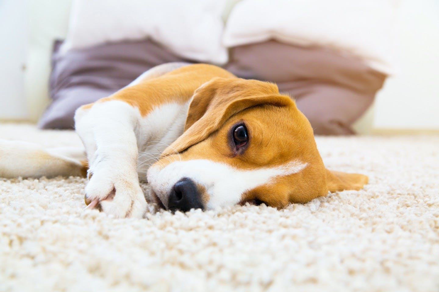 【獣医師監修】飼い主さんが愛犬の病気に気づきにくい理由