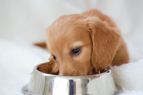 一生壊れない絆を 迎えたばかりの子犬と信頼関係を築く4つの方法 わんクォール