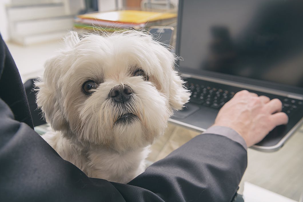 イタズラをする ケージは必要 愛犬の留守番中の疑問に答えます Training しつけ わんクォール