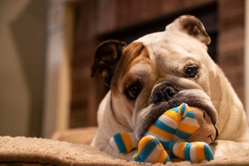 【獣医師監修】成犬がストレスでかかりやすい病気や原因・解消法とは