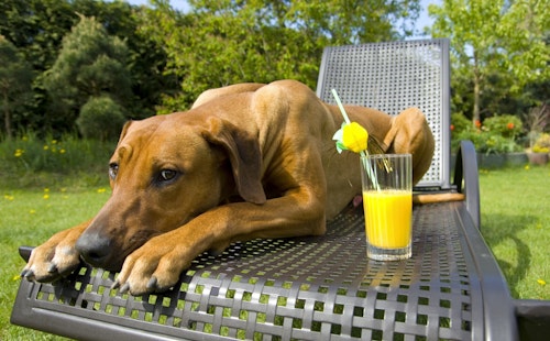 犬に牛乳やジュースは大丈夫？人用の飲み物を犬に与えてもいいの？