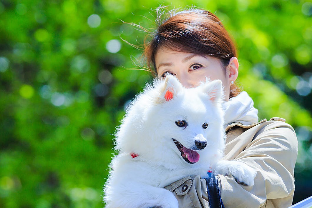 日本スピッツってどんな犬種 性格 特徴 かかりやすい病気を解説 Community コミュニティ わんクォール