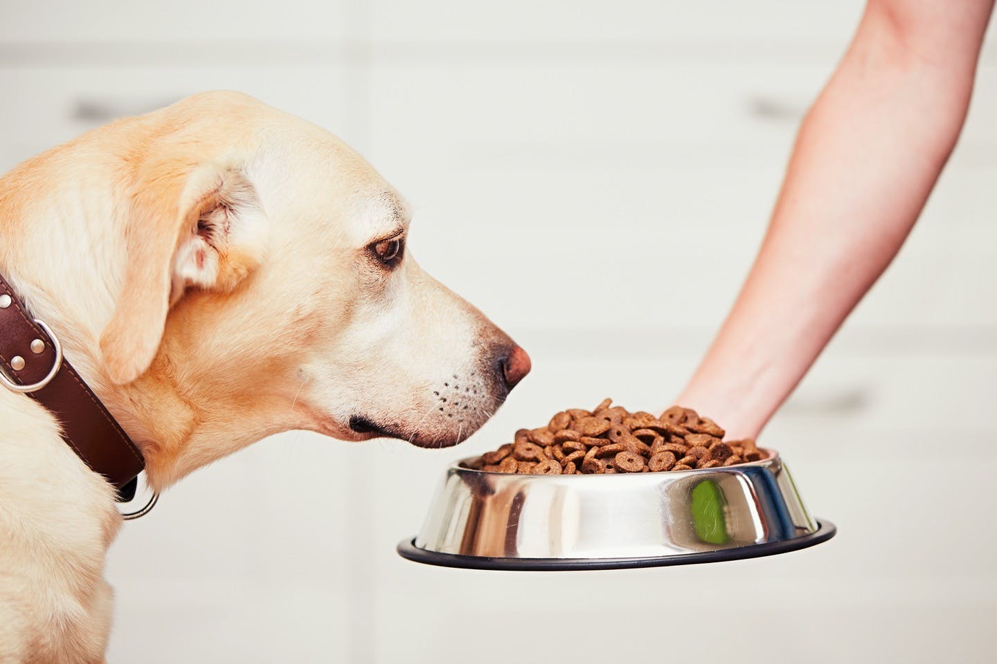 犬にフードを与える　肥満の解消方法と注意点