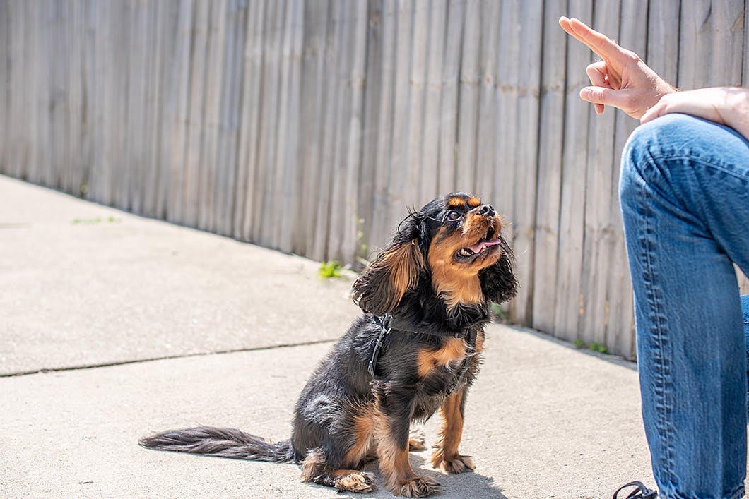 ここは外せない！しつけを失敗しないため愛犬に慣らしておきたいコト