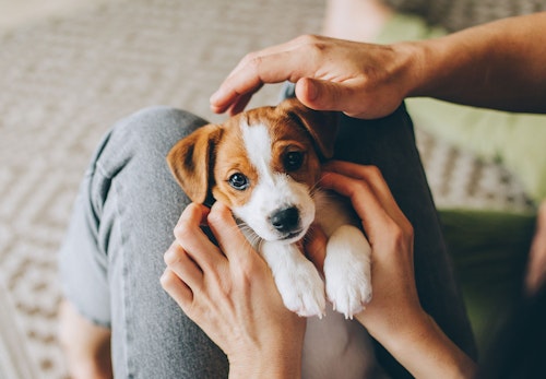 犬があごを乗せてくる理由とは 裏に隠された気持ちと注意点について解説 獣医師監修 わんクォール