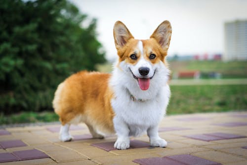ウェルシュ コーギー ペンブロークとはどんな犬 性格や特徴など わんクォール ウェルシュ コーギー ペンブロークとはどんな犬 性格や特徴など わんクォール