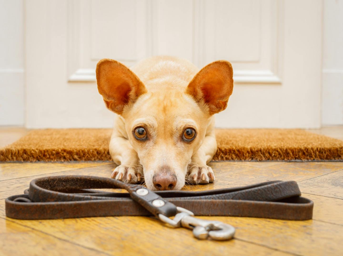 犬が散歩のときリードを引っ張るのはどうして 理由や対処法を解説 Health 健康 わんクォール