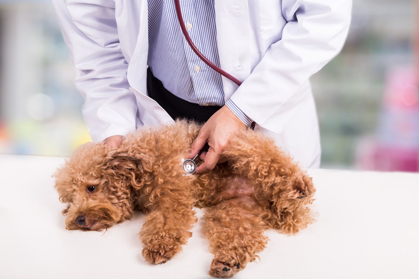 獣医師監修 犬がかかりやすい目の病気とは 早期発見のコツも Illness 病気 わんクォール