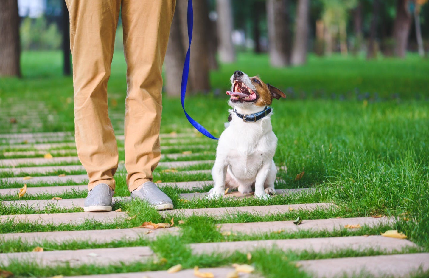 犬が散歩のときリードを引っ張るのはどうして 理由や対処法を解説 Health 健康 わんクォール