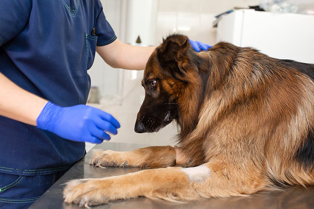 獣医師監修 犬の注意したい腫瘍とは 症状や治療法とともに解説 Illness 病気 わんクォール