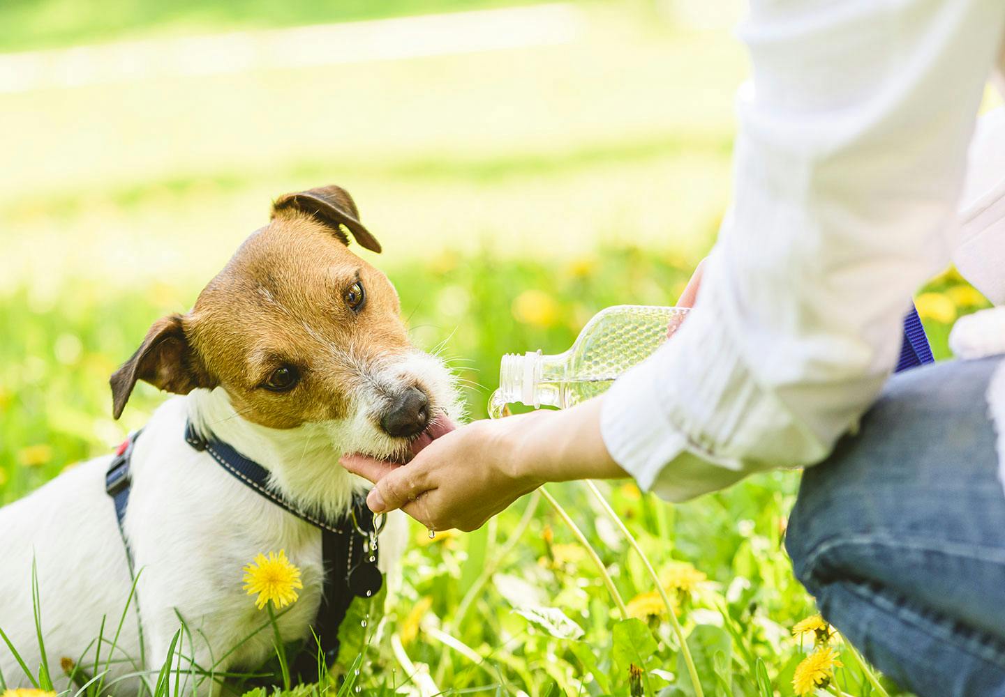 獣医師監修 犬の熱中症は命の危険も 初期症状の見分け方から応急処置 予防法などを紹介 Illness 病気 わんクォール