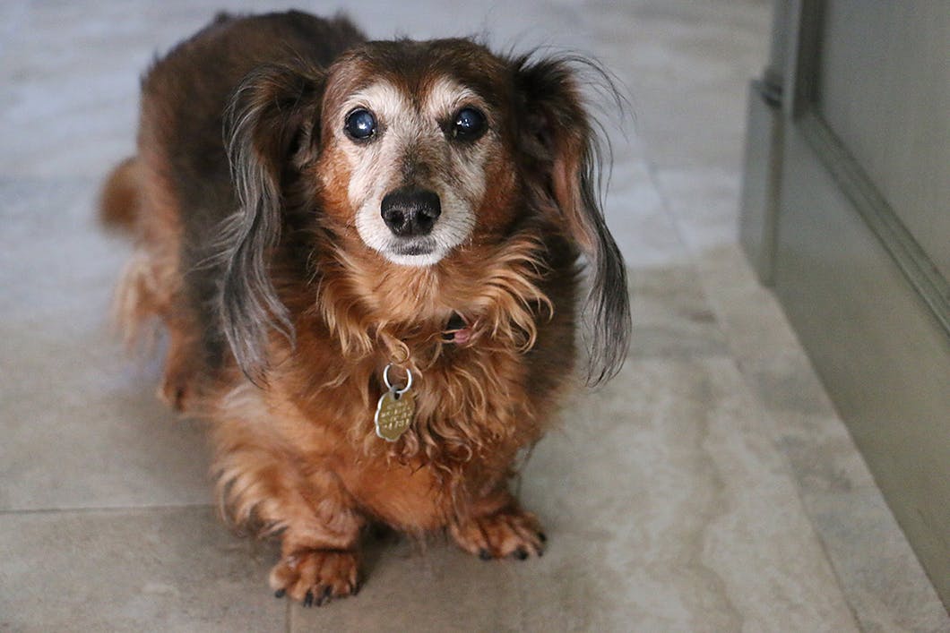 獣医師監修 老犬の元気がないのは病気のせい 加齢以外の原因とは Illness 病気 わんクォール