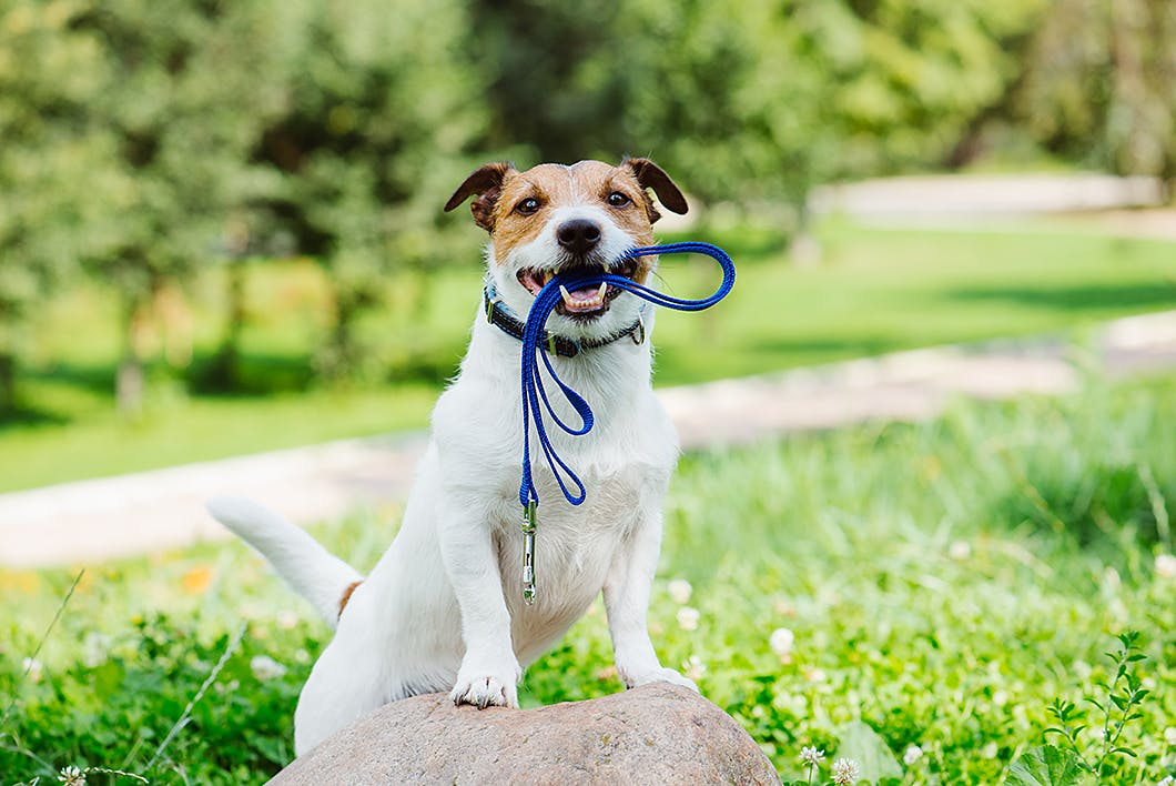 愛犬に長生きしてもらうために絶対に気をつけたい２つのポイント【獣医師監修】