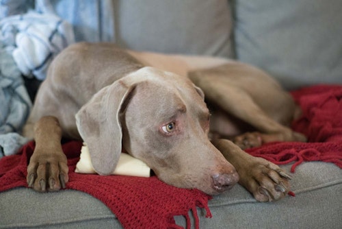 獣医師監修 犬がお腹を触られるのを嫌がる 考えられる病気は 犬の健康診断 わんクォール