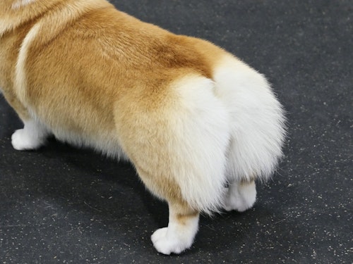 獣医師監修 赤く腫れる 血が出る 犬のおしりの異常でわかる病気 わんクォール 獣医師監修 赤く腫れる 血が出る 犬のおしりの異常でわかる病気 わんクォール