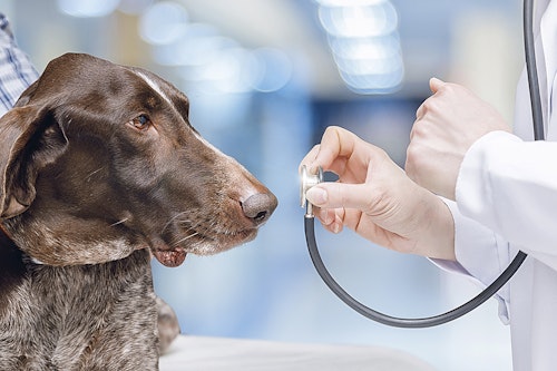 【獣医師監修】犬の悪性腫瘍とは？原因と症状・治療や予防法を解説