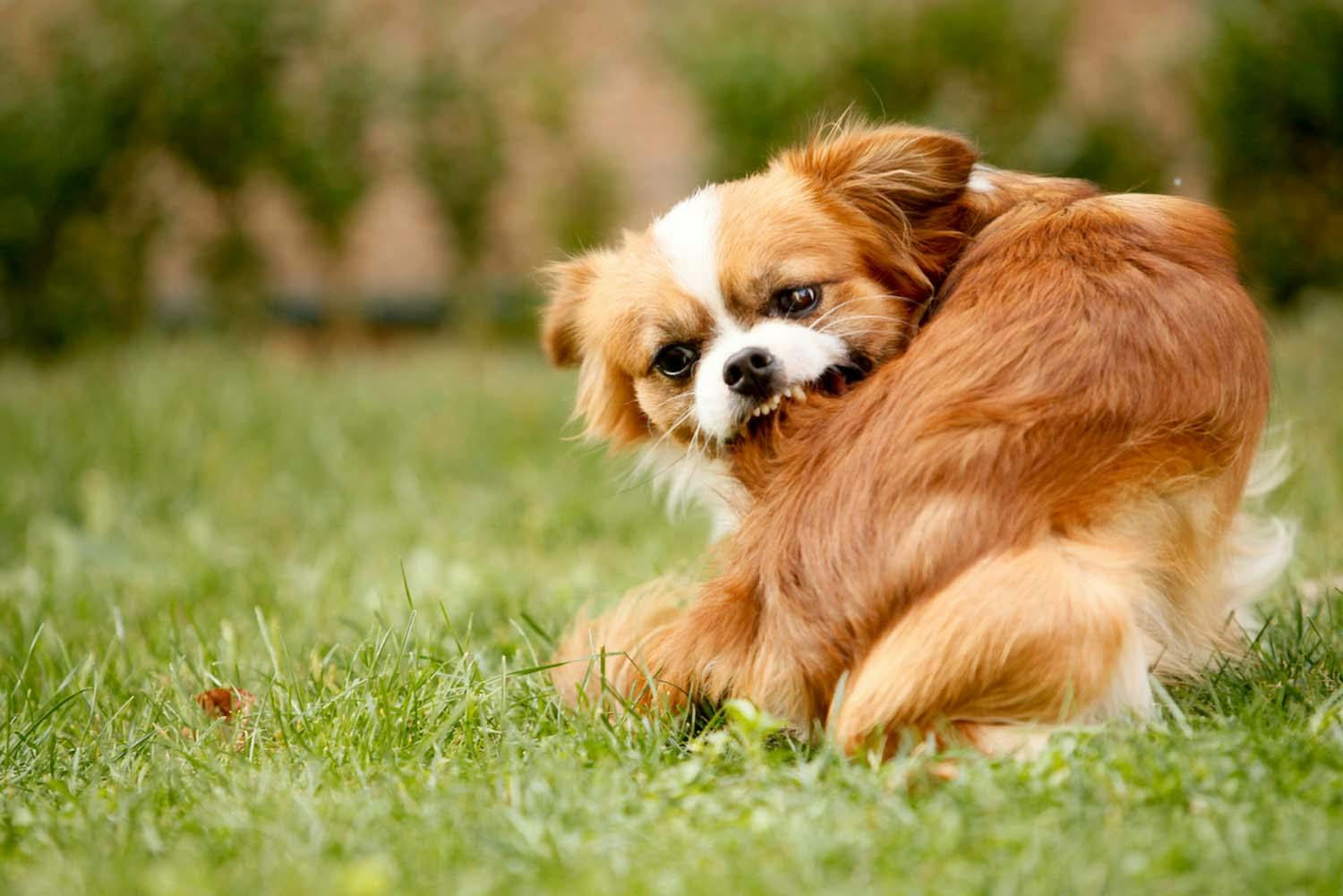 獣医師監修 犬のノミ マダニ対策法とは 見つけた時の対処 予防テクを紹介 Illness 病気 わんクォール