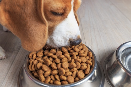 犬の食事は1日何回？子犬と成犬では回数が違う？食事の疑問を解決！