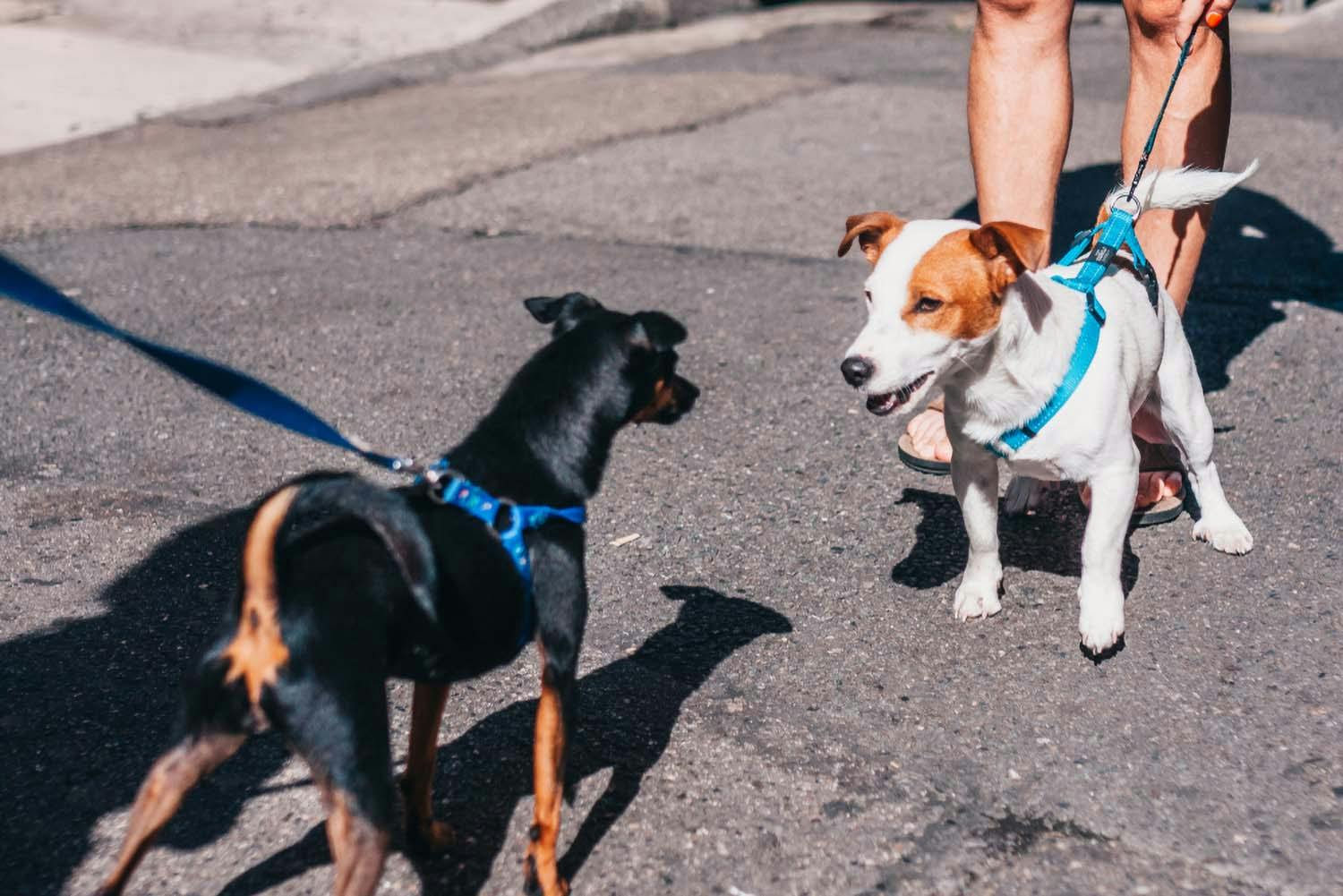 獣医師監修 犬の散歩中でもソーシャルディスタンスを保つ方法とは 散歩時に注意すべき点を紹介 Health 健康 わんクォール