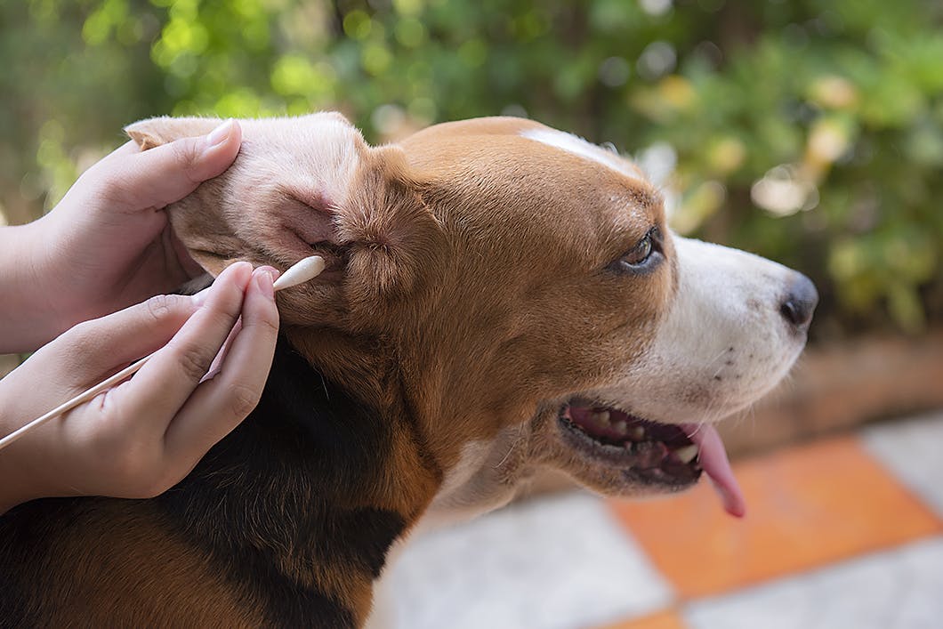 犬の耳掃除は必要 病気予防にも役立つ犬の耳掃除法 注意点 Care お手入れ わんクォール