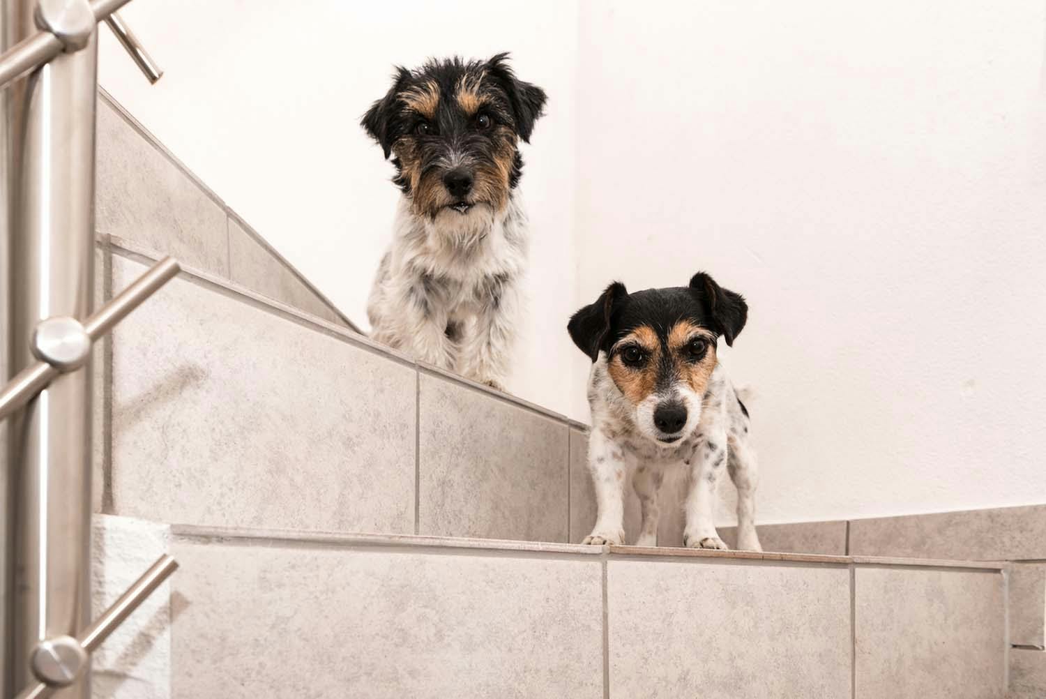 獣医師監修 犬が階段や段差を怖がる 考えられる病気は 犬の健康診断 わんクォール