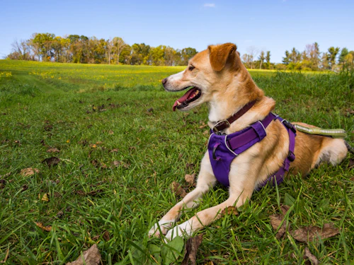 犬の首輪 ハーネス リードの正しい選び方とは 最適なサイズを解説 わんクォール