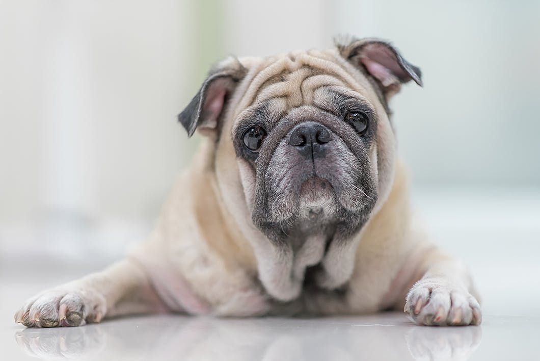 獣医師監修 老犬の元気がないのは病気のせい 加齢以外の原因とは Illness 病気 わんクォール