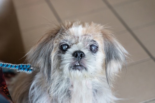 獣医師監修 犬がかかりやすい目の病気とは 早期発見のコツも わんクォール 獣医師監修 犬がかかりやすい目の病気とは 早期発見のコツも わんクォール