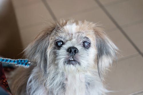 獣医師監修 犬がかかりやすい目の病気とは 早期発見のコツも わんクォール 獣医師監修 犬がかかりやすい目の病気とは 早期発見のコツも わんクォール