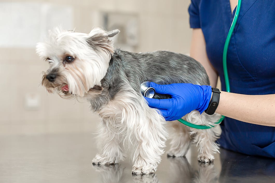 獣医師監修 異物が出てこない 犬の誤飲 誤食時の正しい対処法とは Illness 病気 わんクォール