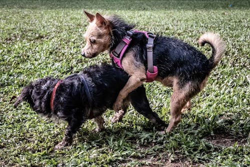 犬のマウンティングとは 問題な理由と対処法 やめさせる方法について解説 獣医師監修 わんクォール 犬のマウンティングとは 問題な理由と対処法 やめさせる方法について解説 獣医師監修 わんクォール