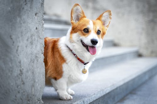 ウェルシュ コーギー ペンブロークとはどんな犬 性格や特徴など わんクォール ウェルシュ コーギー ペンブロークとはどんな犬 性格や特徴など わんクォール