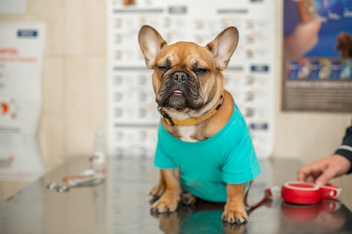 【獣医師監修】犬の下痢は動物病院へ行くべき？考えられる原因とは？