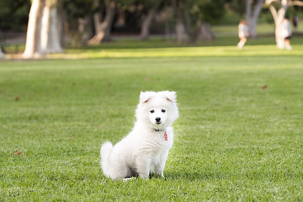 愛犬が体調不良かも おもしろく見えるけどキケンなしぐさとは Communication コミュニケーション わんクォール