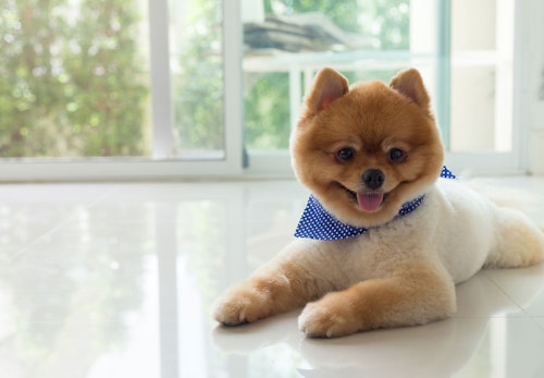 犬が雷を怖がる理由と対処法とは 逆効果になる飼い主のng行動や留守番中はどうすればいいかについて解説 獣医師監修 わんクォール 犬が雷を怖がる理由と対処法とは 逆効果になる飼い主のng行動や留守番中はどうすればいいかについて解説 獣医師監修 わんクォール