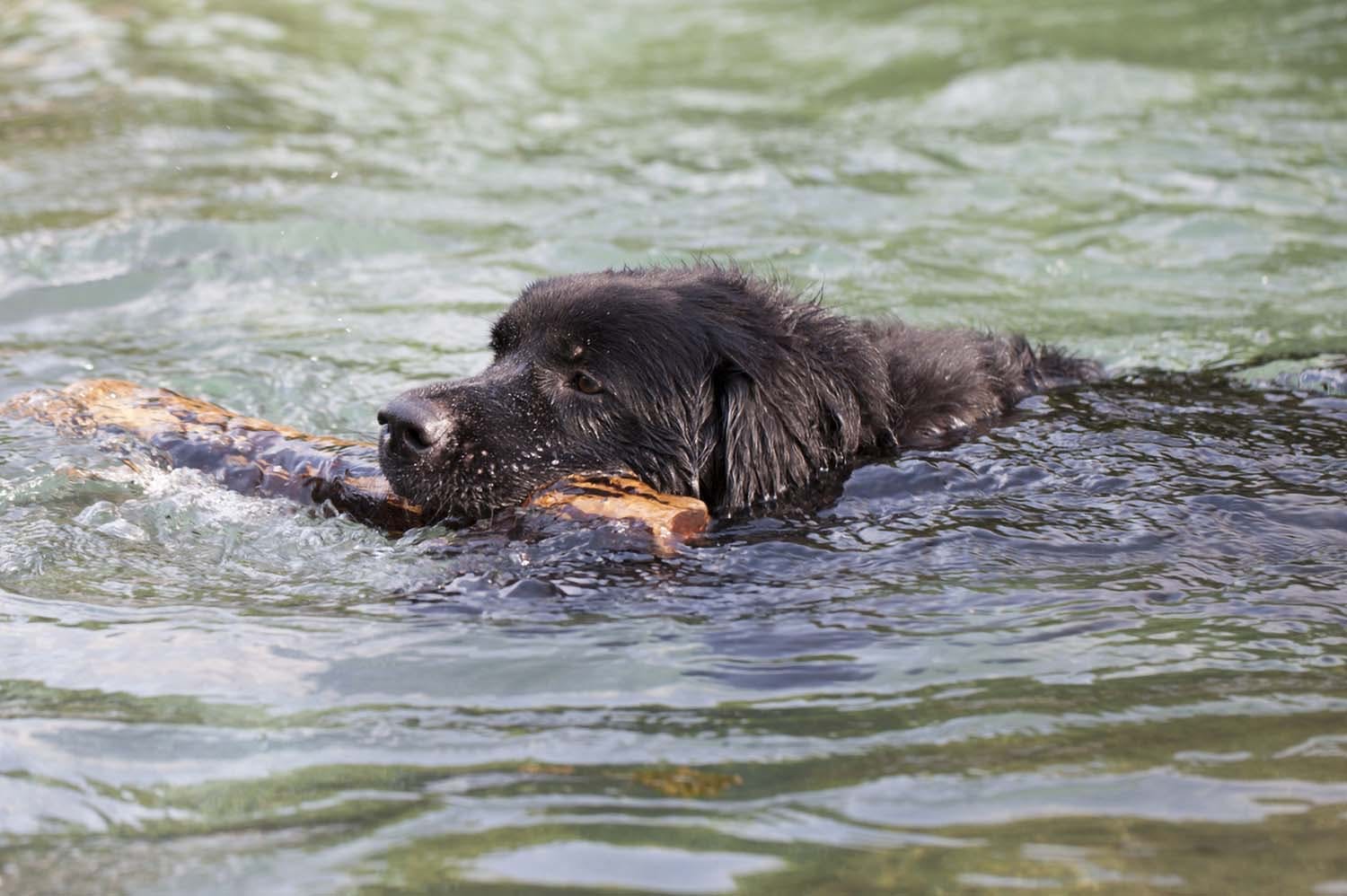 水泳が得意な犬種　ゴールデンレトリーバー 