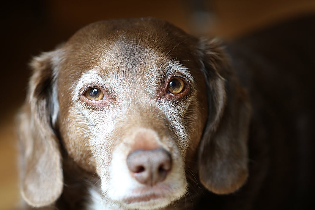 獣医師監修 老犬の夜鳴き 夜泣き の原因とは 対処法と注意点 普段からできる予防策について解説 Senior シニア わんクォール